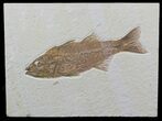 Gorgeous, Mioplosus Fossil Fish - Wyoming #48593-1